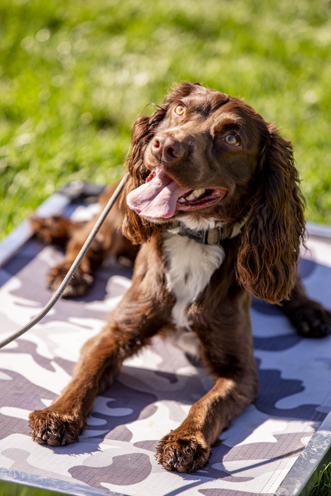 Puppy Training in Menifee, CA: A Complete Local Guide for New Owners