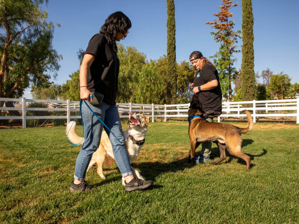 Dog Trainer in Menifee, CA: How to Choose the Right One in 2026